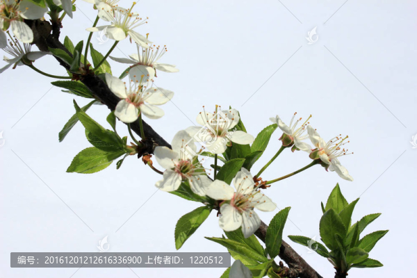 櫻桃李
