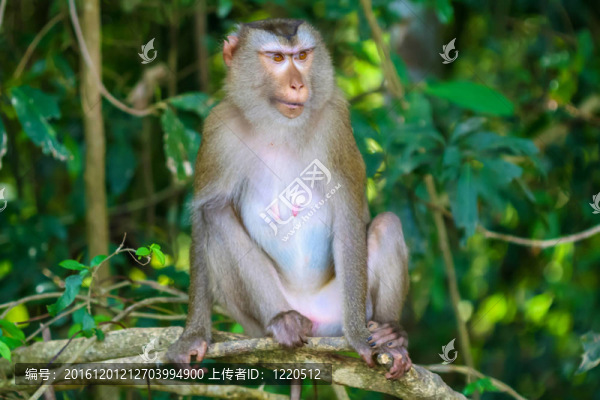 猴子坐在樹(shù)枝上