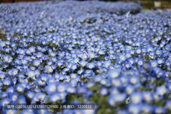 粉蝶花的花田