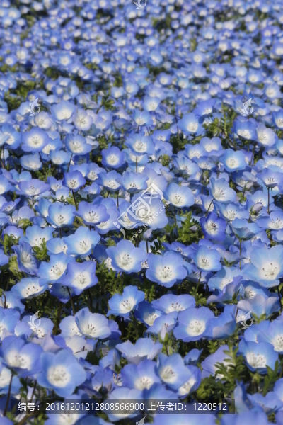 粉蝶花的花田
