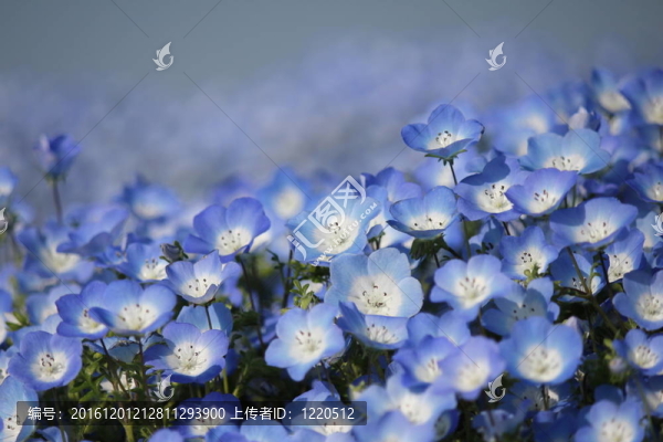粉蝶花的花田