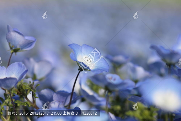 藍(lán)色粉蝶花的花田