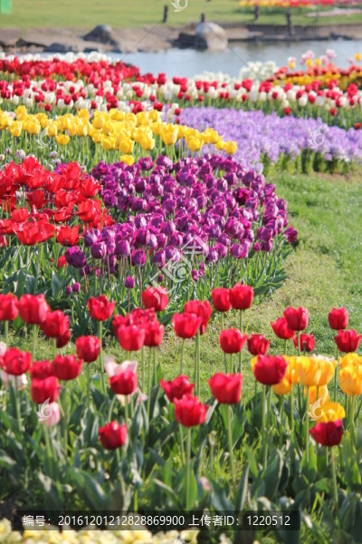 郁金香花田