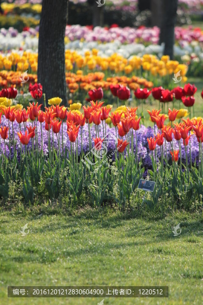 郁金香花田