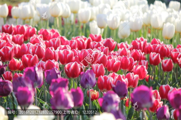 郁金香花田