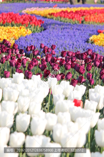 郁金香花田