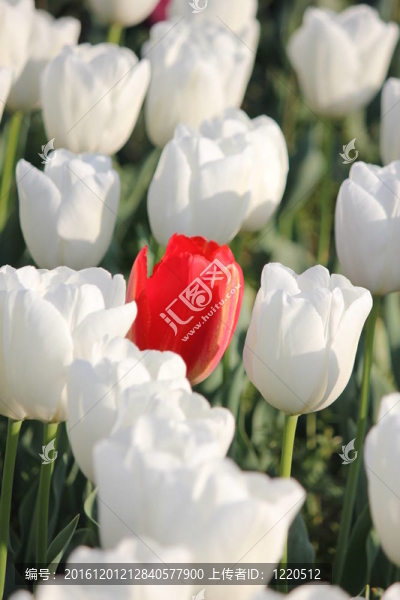 郁金香花田