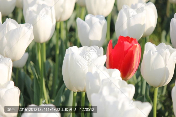 郁金香花田