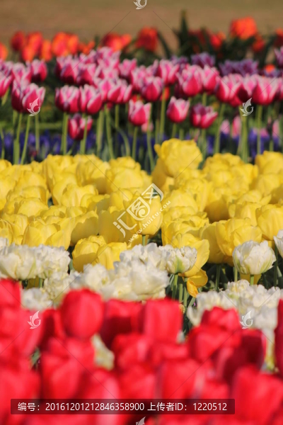 郁金香花田