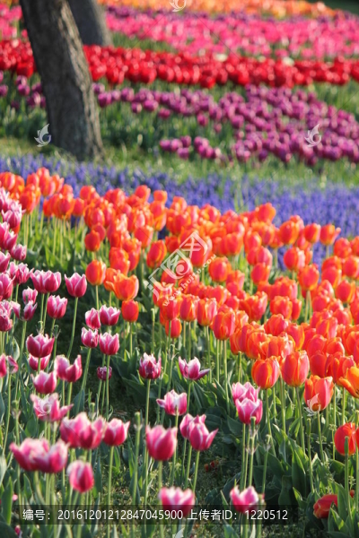 郁金香花田