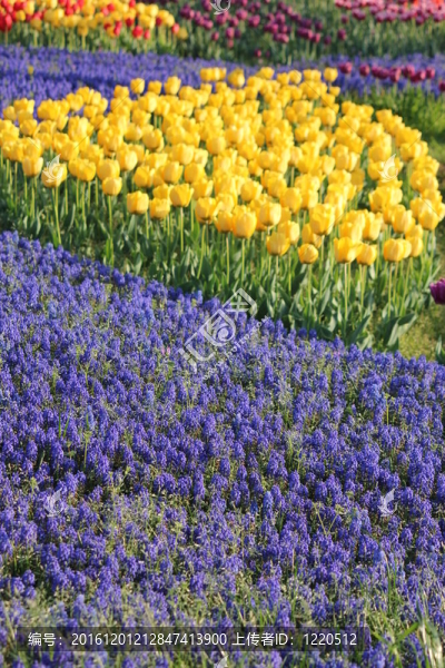 郁金香花田