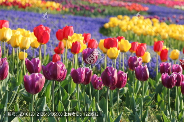 郁金香花田