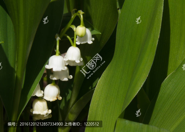 山谷花的莉莉