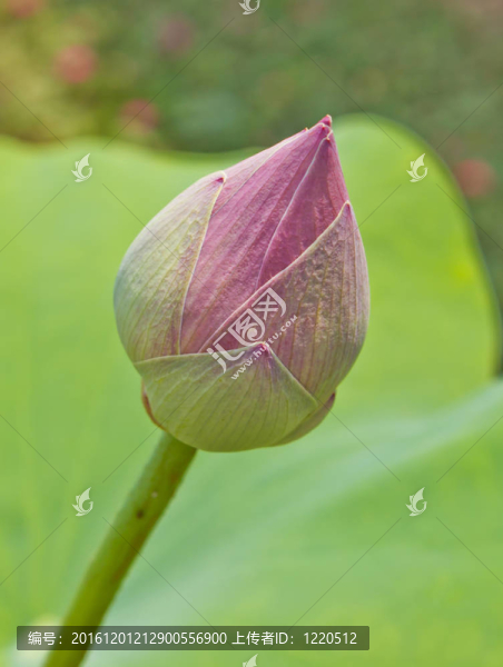 池塘里的荷花