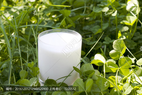 草原鮮奶