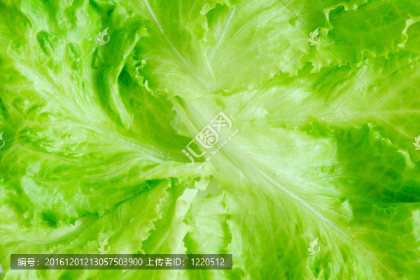 生菜