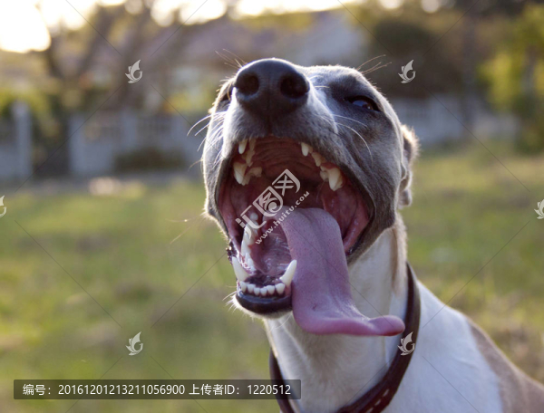 狗喘氣