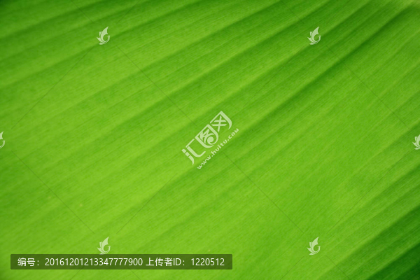 香蕉葉