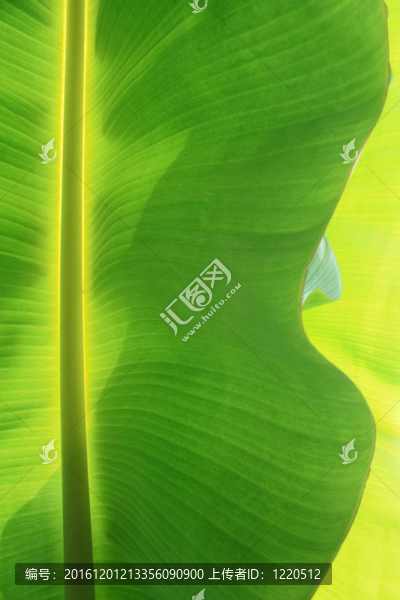 香蕉葉