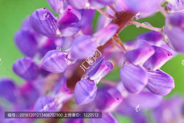 特寫鏡頭的羽扇豆