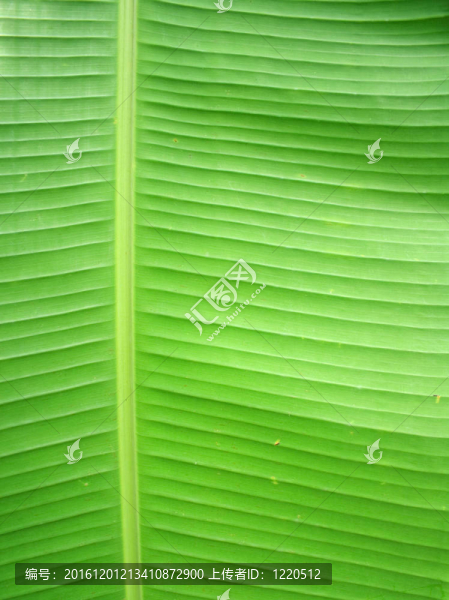 香蕉葉