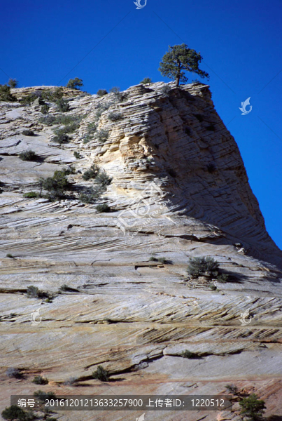 美國錫安國家公園的樹和石頭