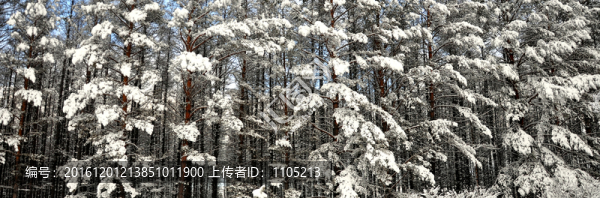 雪掛