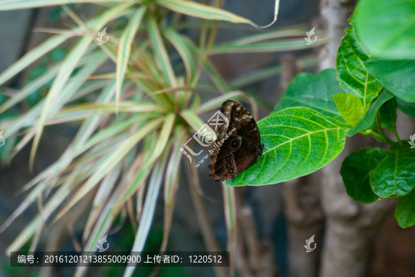優(yōu)雅的美麗蝴蝶坐在花上