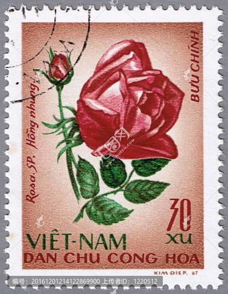 暗紅色的玫瑰