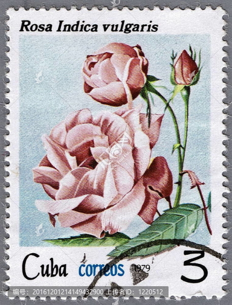 玫瑰花茶