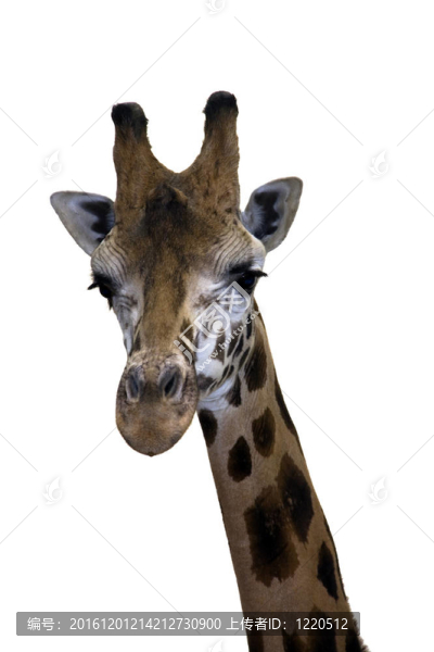 Giraffe的頭