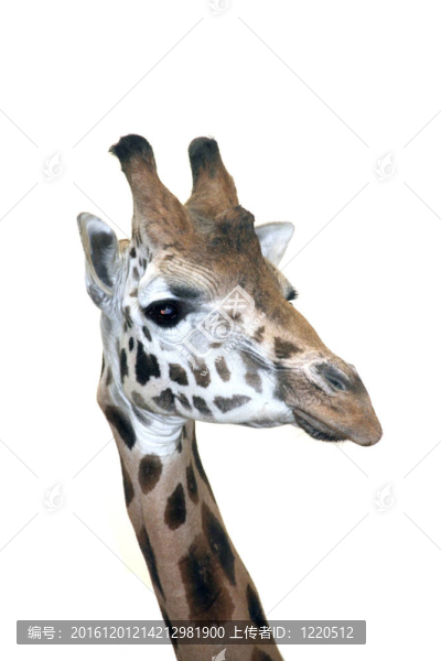 Giraffe的頭