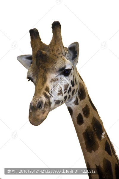 Giraffe的頭