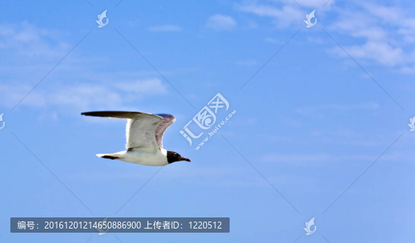 飛翔的海鷗