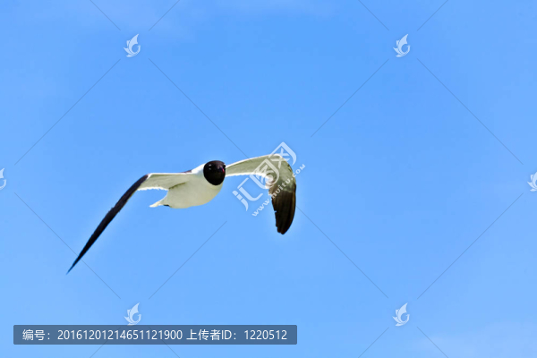 飛翔的海鷗