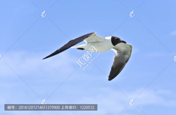 飛翔的海鷗