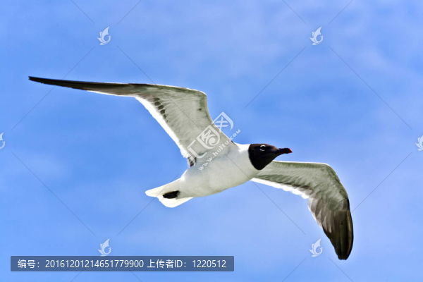 飛翔的海鷗