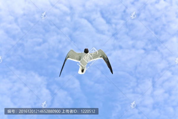 飛翔的海鷗