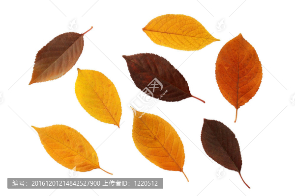 集紅葉