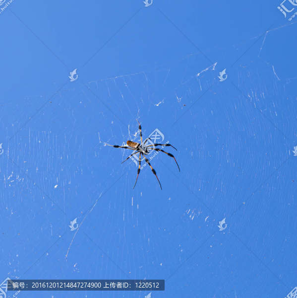 蜘蛛在它的網(wǎng)絡(luò)上與一個(gè)藍(lán)色的天空