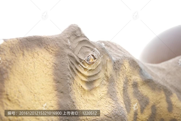 恐龍的眼睛