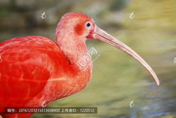 朱鷺