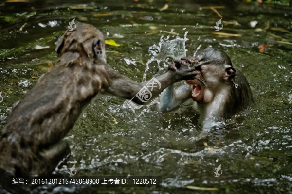猴（Macaca,fascicularis）