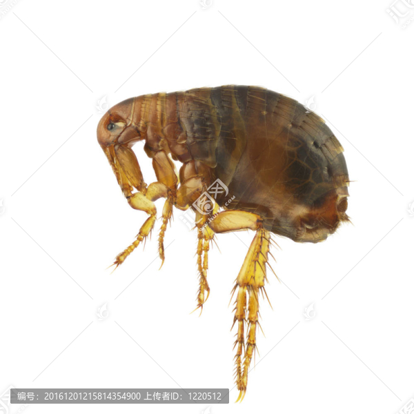 人蚤