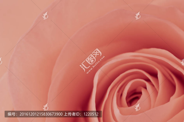 粉紅玫瑰的宏
