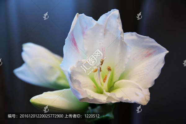 白色的孤挺花