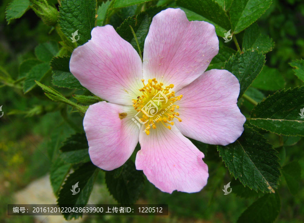 羅薩犬薔薇