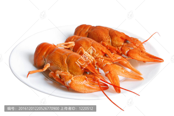 螯蝦