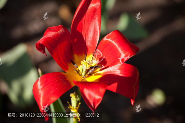 郁金香花蕾特寫(xiě)