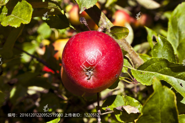 成熟的蘋(píng)果掛在樹(shù)上